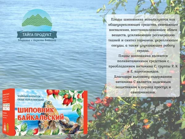 Чайный напиток "Шиповник байкальский"