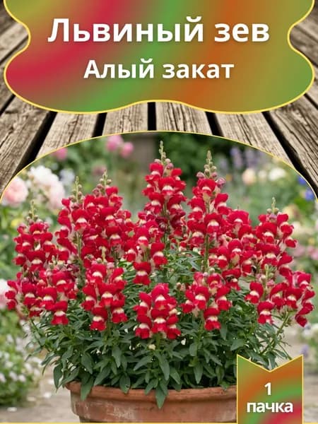 Львиный зев Алый закат ,семена 10шт.