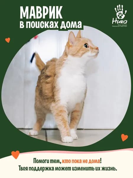 Помочь Маврику найти дом