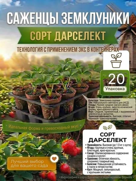 саженцы клубники Дарселект с ЗКС 20 шт