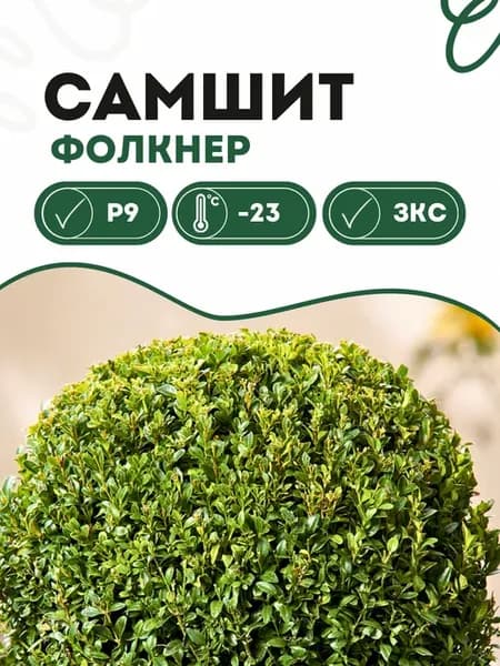 Кустарник самшит Фолкнер декоративный саженец