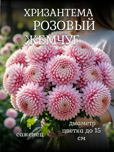 Хризантема саженец многолетняя кустовая Розовый жемчуг