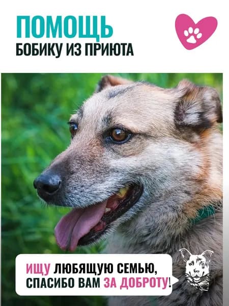 Помочь Бобику найти дом