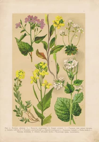 Цветы. Капуста, горчец (дикая горчица), лунник, бурачок горный, крупка, чесночная трава. Антикварная хромолитография. Россия, 1916 год
