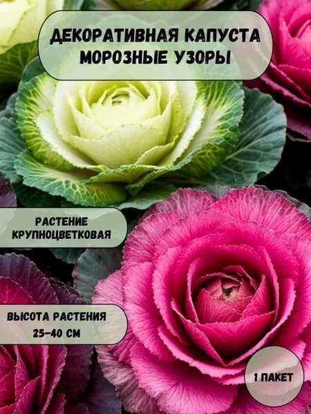 Капуста декоративная Морозные узоры смесь, семена 10 шт