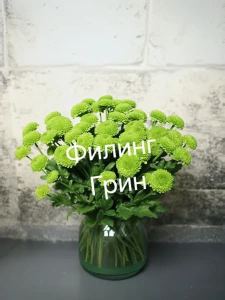 Хризантема Филинг Грин саженец