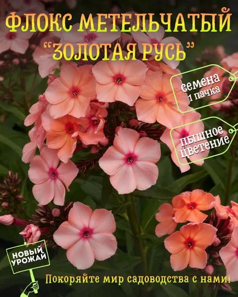 Флокс (метельчатый) Золотая Русь, семена, 10 шт.