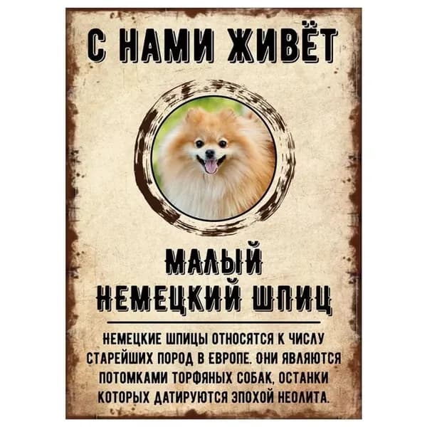 Табличка, декоративная, DANGER DOG, С нами живет Малый немецкий шпиц, 20x30cm