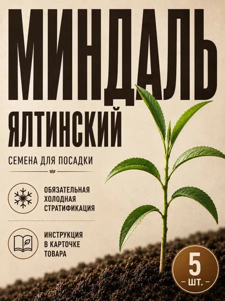 Миндаль Семена для посадки дома в горшке, на балконе, даче и участке, 5 шт Ялтинский