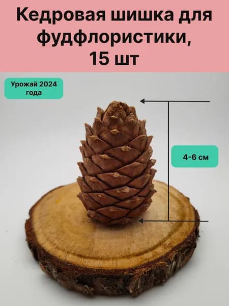 Кедровая шишка для фудфлористики 15шт. Урожай 2025г.