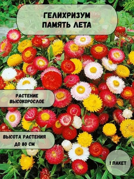 Гелихризум (бессмертник, цмин) Память лета махровый семена 10 шт