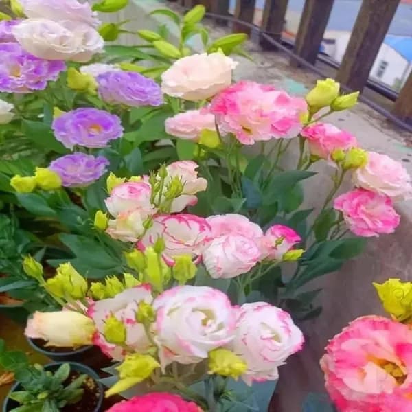 Семечки 156г. 1шт
