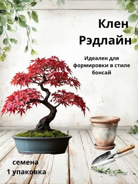 Клен Рэдлайн, семена бонсай, 10 шт