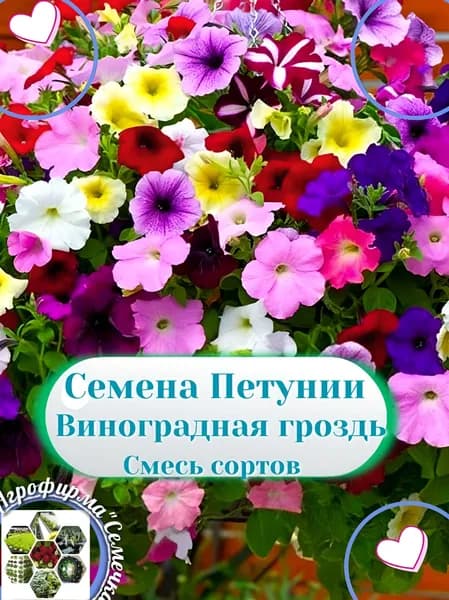 Аэлита Семена ,1шт