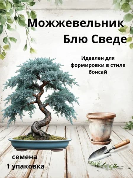 Можжевельник Блю Сведе, семена бонсай, 10 шт