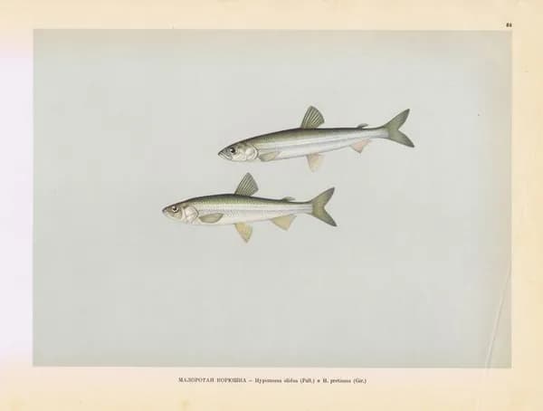 Рыбы. Малоротая корюшка. Антикварная офсетная литография. СССР, 1949 год