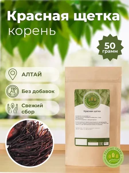 Красная щетка корень