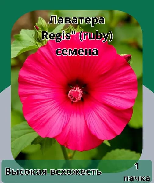 Лаватера Regis" (ruby), семена 10шт