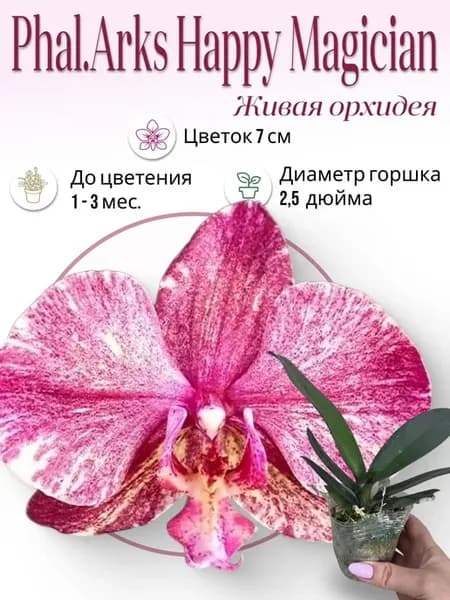 Живой цветок орхидея Phal.Arks Happy Magician