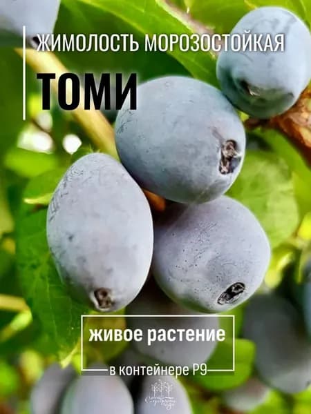 Саженец Жимолость съедобная Томи, в горшке 0,5 л