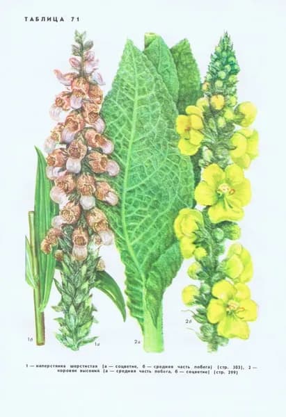 Растения. Наперстянка, коровяк, ясменник, марена, подорожник. Двухсторонняя антикварная офсетная литография. СССР, 1976 год