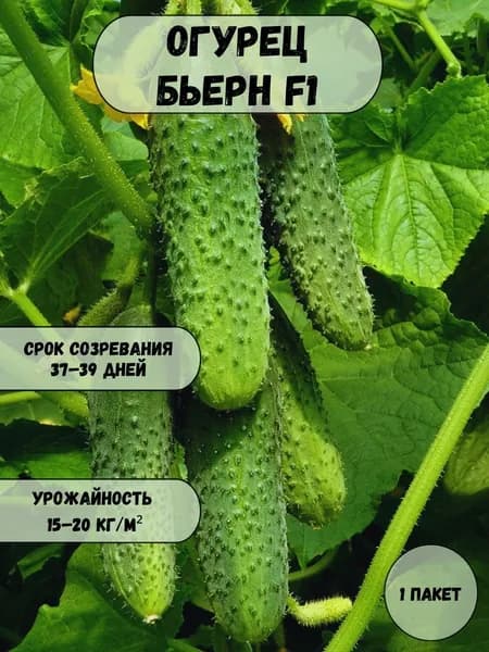Огурец Бьерн F1 семена 10 шт