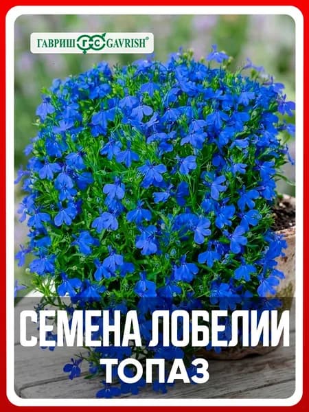 Семена Лобелия длинночерешковая "Топаз" 0,01 гр, однолетние цветы дома и для дачи, сада и огорода, в открытый грунт, в контейнер, на балкон.