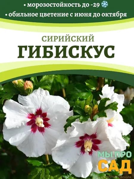 Саженец гибискуса белого "Сирийского" живая изгородь