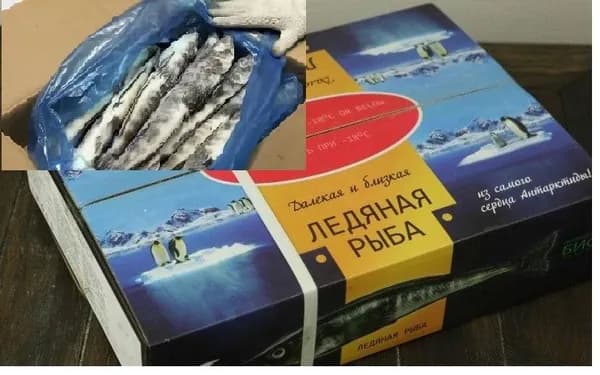 ледяная рыба н/р мороженая 2,3 кг коробка размер 200 +