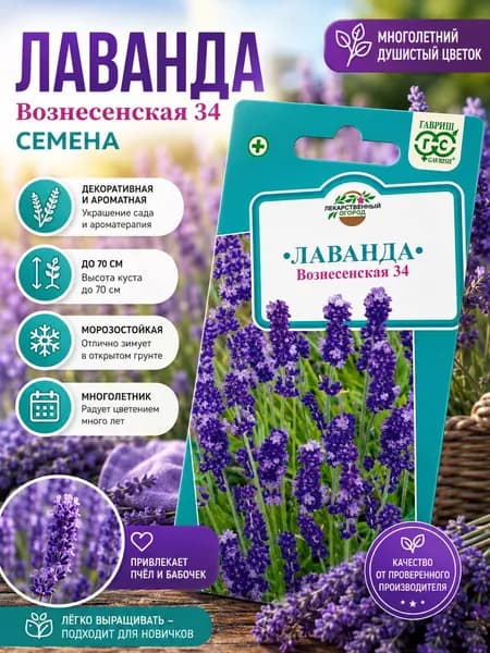 Семена лаванды "Вознесенская 34" многолетний душистый цветок до 70см в диаметре, Гавриш