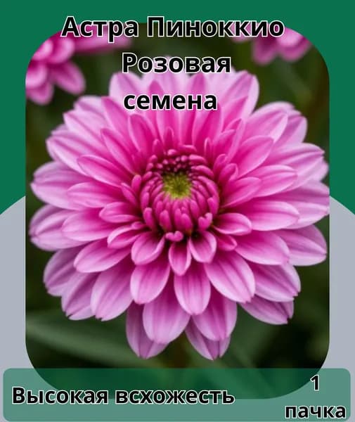 Астра Пиноккио розовая, семена 10 шт