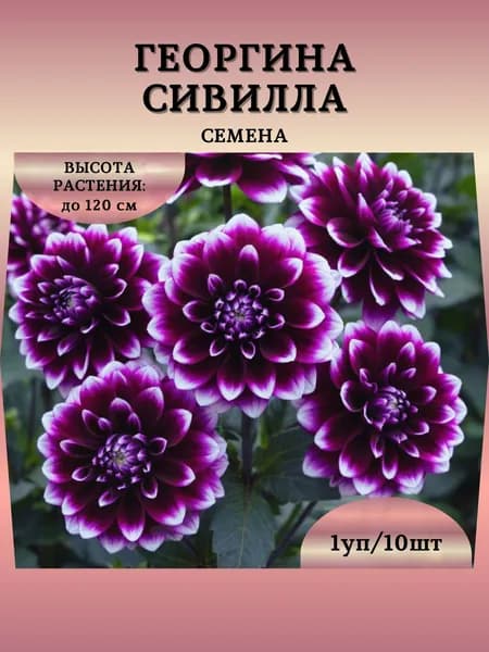 Георгина "Сивилла" семена, 1 пачка