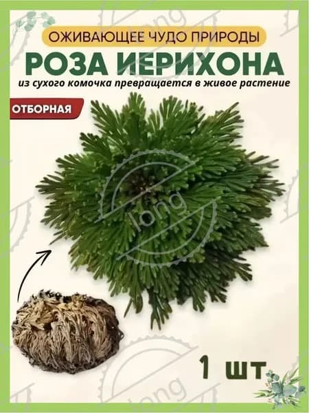Сухоцветы Эпипремнум, 5 см, 15 гр, 1 шт