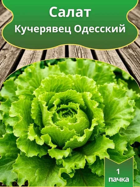 Салат Кучерявец Одесский , семена 10 шт.