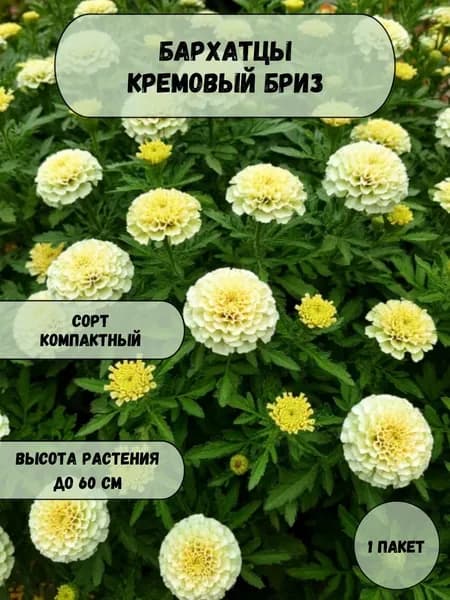 Бархатцы Кремовый бриз семена 10 шт
