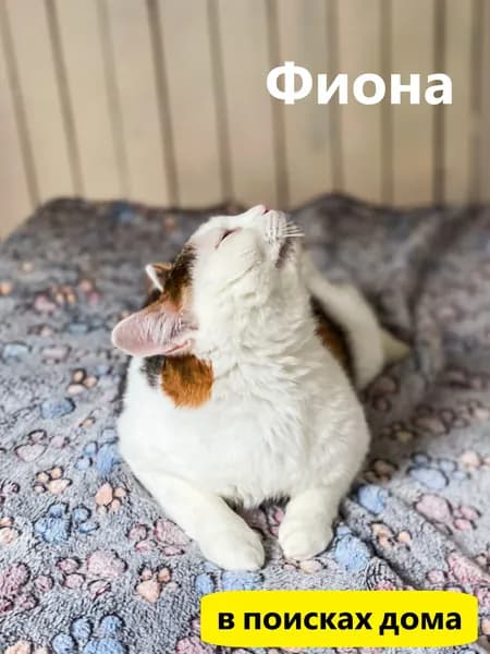 Помочь кошке Фионе найти дом