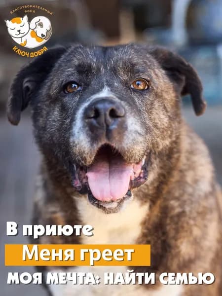 Помочь собаке Тори найти дом