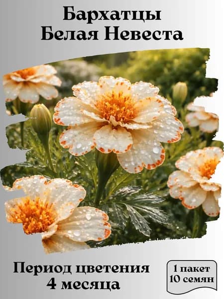 Бархатцы Белая Невеста, семена, 10 шт.