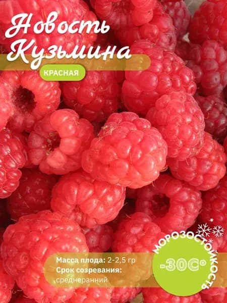 Малина красная Новость Кузьмина