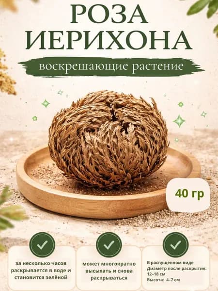 Сухоцветы Эпипремнум 5 см 1 шт темно-бежевый