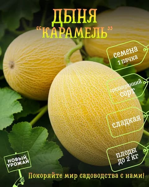 Дыня Карамель, семена, 10 шт.