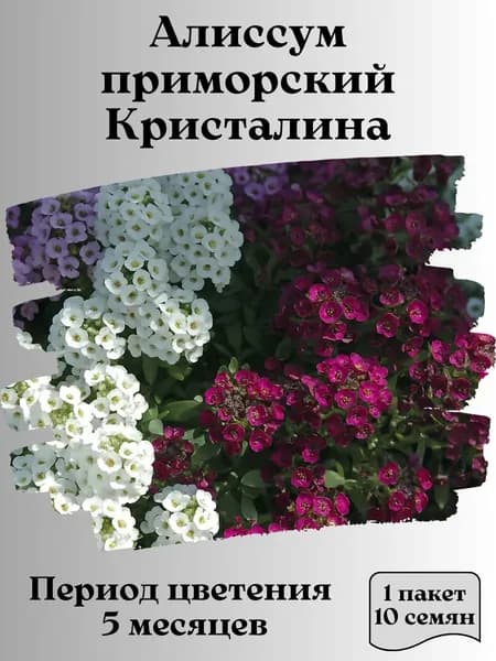 Алиссум приморский Кристалина, семена, 10 шт., 15 гр.