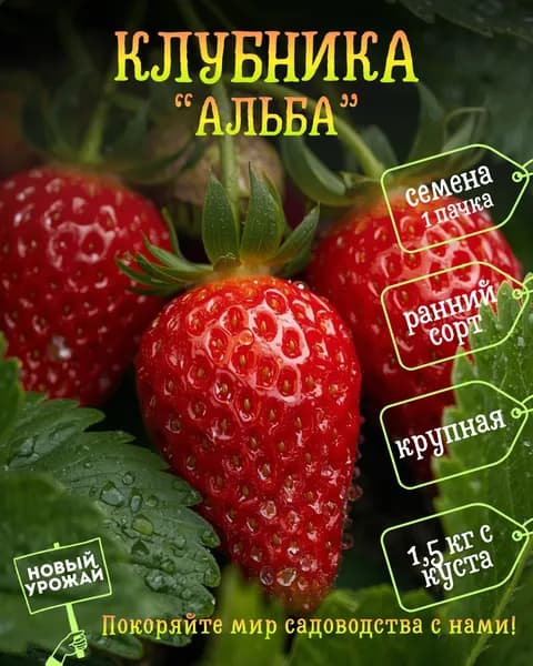 Клубника Альба, семена, 10 шт.