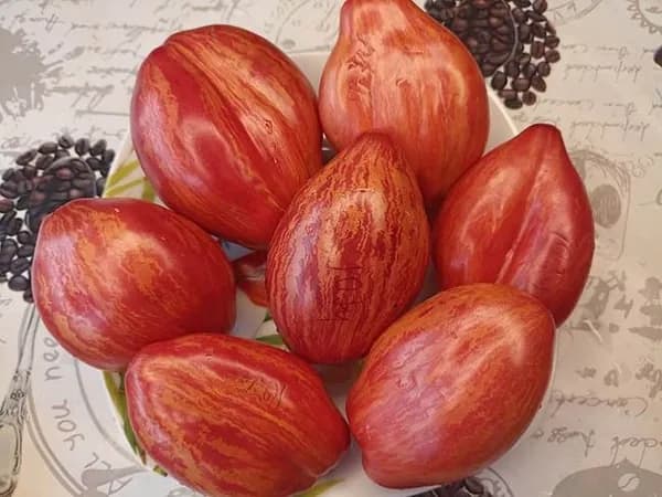 Коллекционные семена томата Гном Леди Мадонна