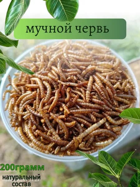 Мучной червь для грызунов, лакомство для крыс, ежей, птиц