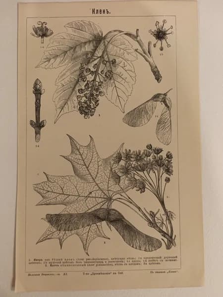 Литография из энциклопедии. Клён. 1909г.