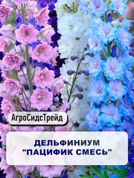 Семена многолетних цветов Дельфиниум "Пацифик смесь" для сада , огорода , дачи и дома / В грунт , ящик , контейнер / Дельфиниум многолетний
