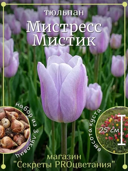 Тюльпан луковицы многолетние Мистресс Мистик 3 шт