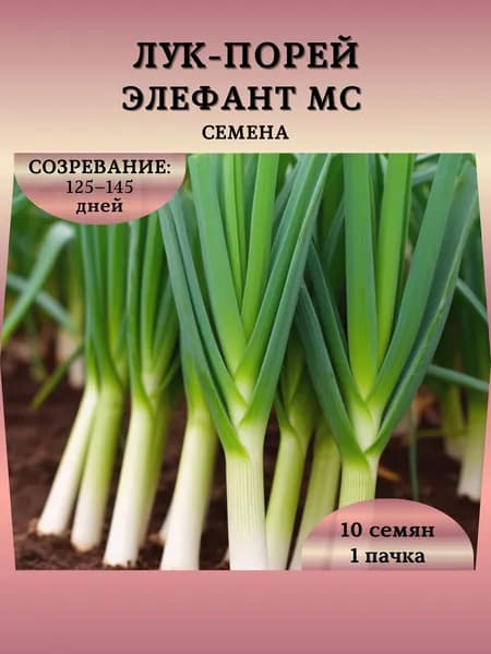 Семена Лука порей "Элефант МС", 10 семян