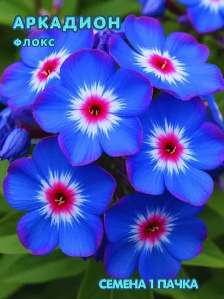 Флокс Аркадион 10 шт семян